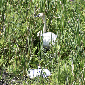 Wild Trumpeter Swan ~ Minnesota Zoo