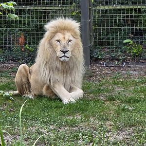 White lion