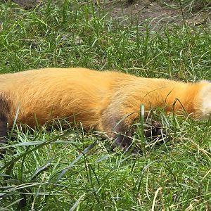 Yellow throated marten