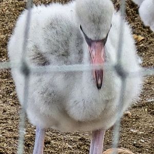 Flamingo chick