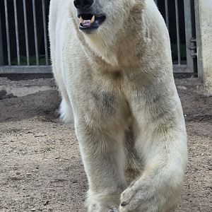 Polar bear