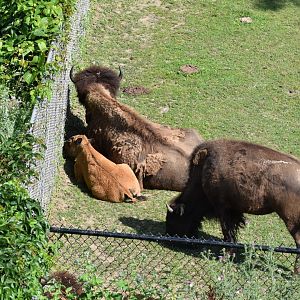 American Bison