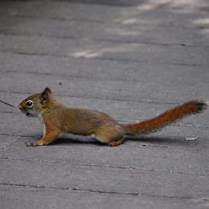 Wild Red Squirrel ~ Minnesota Zoo