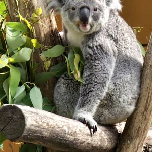 Koala outside