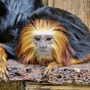 Golden-headed lion tamarin
