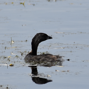 Pied Billed Grebe ~ Horn Pond, Massachusetts