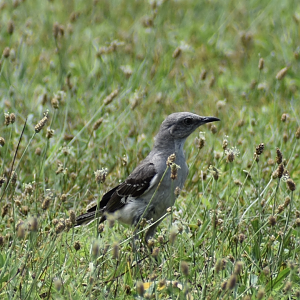 Northern Mockingbird ~ Horn Pond, Massachusetts
