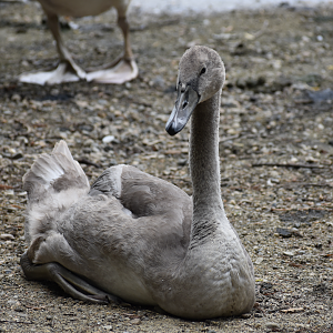 Mute Swan ~ Horn Pond, Massachusetts