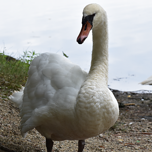 Mute Swan ~ Horn Pond, Massachusetts