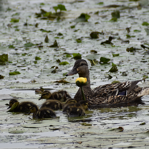 Mallard Ducklings ~ Horn Pond, Massachusetts