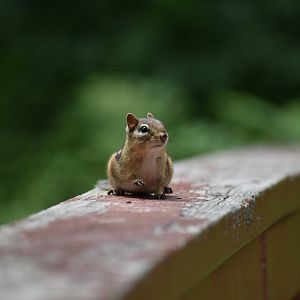 Eastern Chipmunk ~ Horn Pond, Massachusetts
