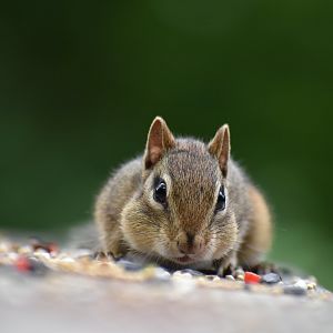 Eastern Chipmunk ~ Horn Pond, Massachusetts