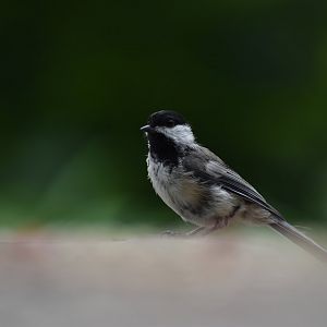 Black Capped Chickadee ~ Horn Pond, Massachusetts