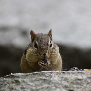 Eastern Chipmunk ~ Horn Pond, Massachusetts