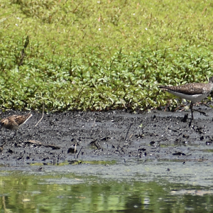 Solitary Sandpiper and Least Sandpiper ~ Horn Pond, Massachusetts