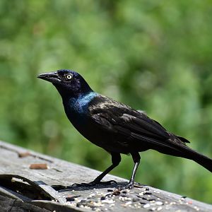 Common Grackle ~ Horn Pond, Massachusetts