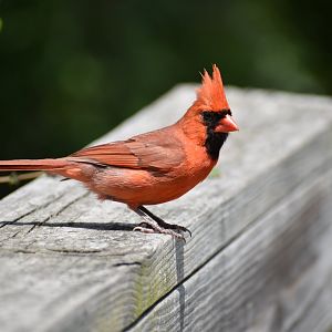 Northern Cardinal ~ Horn Pond, Massachusetts