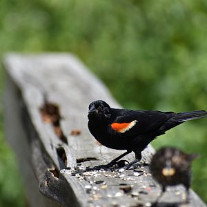 Red Winged Blackbird ~ Horn Pond, Massachusetts