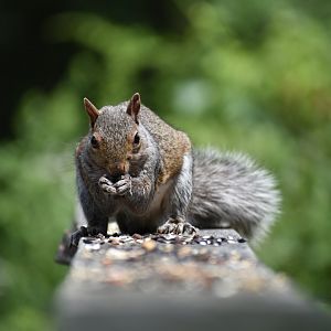 Gray Squirrel ~ Horn Pond, Massachusetts
