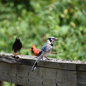 Northern Cardinal and Blue Jay ~ Horn Pond, Massachusetts