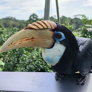 Blyth's/Papuan Hornbill