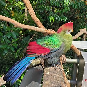 Red-Crested Turaco