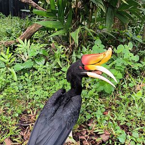 Rhinoceros Hornbill