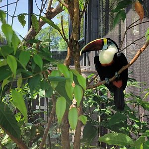 Red-Billed Toucan