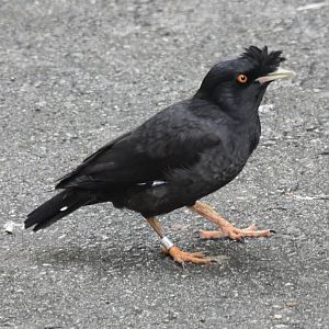 Crested Myna (Acridotheres cristatellus)