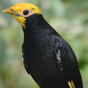 Golden-crested Myna (Ampeliceps coronatus)