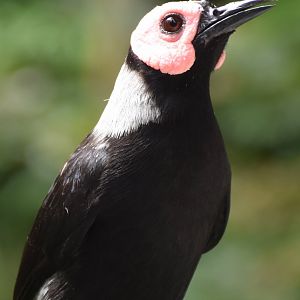 Coleto (Sarcops calvus)