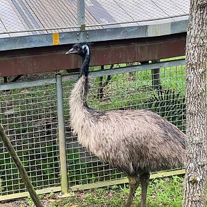Common Emu