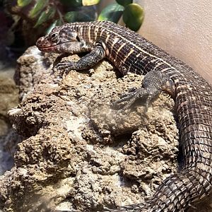 African plated lizard