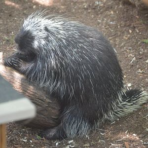 Wetlands - Rime the North American Porcupine
