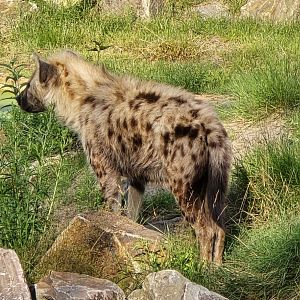 Spotted hyena