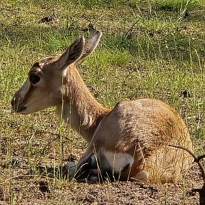 Persian gazelle