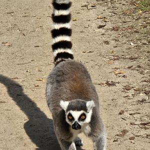Ring tailed lemur