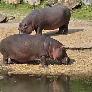 Common hippo