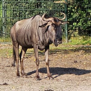Gnu