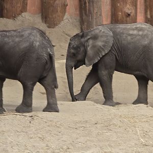 African elephant calves