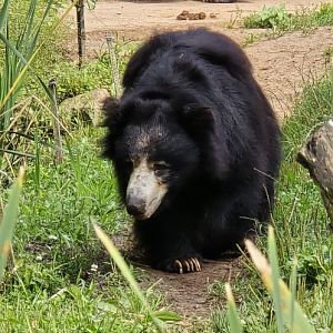 Sloth bear