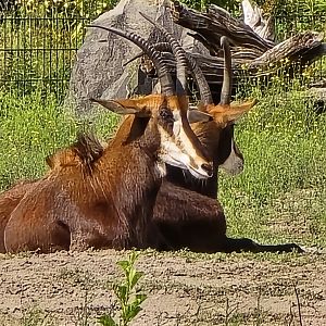 Sable antelope