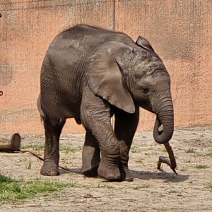 African elephant calf