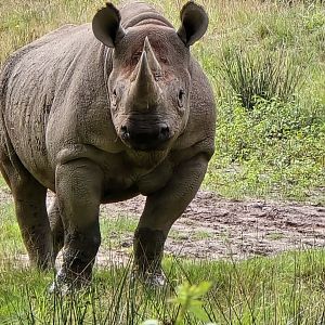 Black rhino
