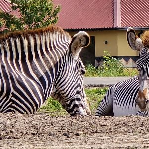 Grevy zebra