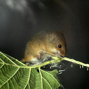 Harvest-mouse - Woburn 2024
