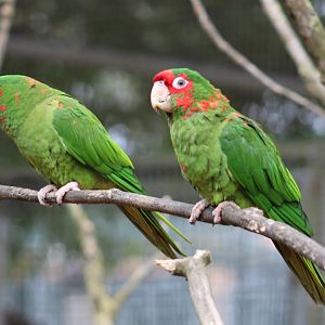 Mitred conures