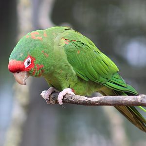Mitred conure
