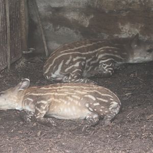 Juenile Lowland tapirs