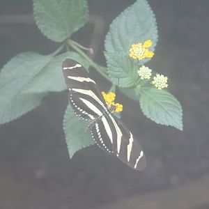 Heliconius charitonius